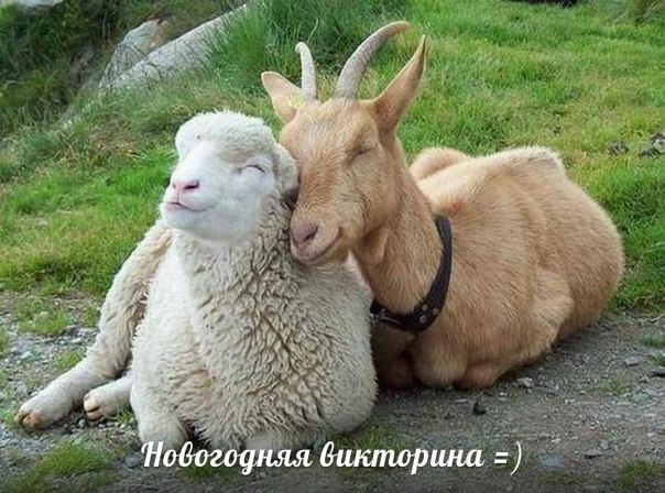 "КозаОвечная Новогодняя Викторина"