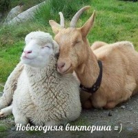 "КозаОвечная Новогодняя Викторина"