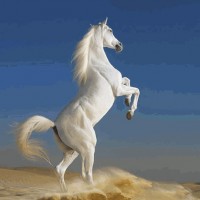 Пословицы и поговорки о лошадях